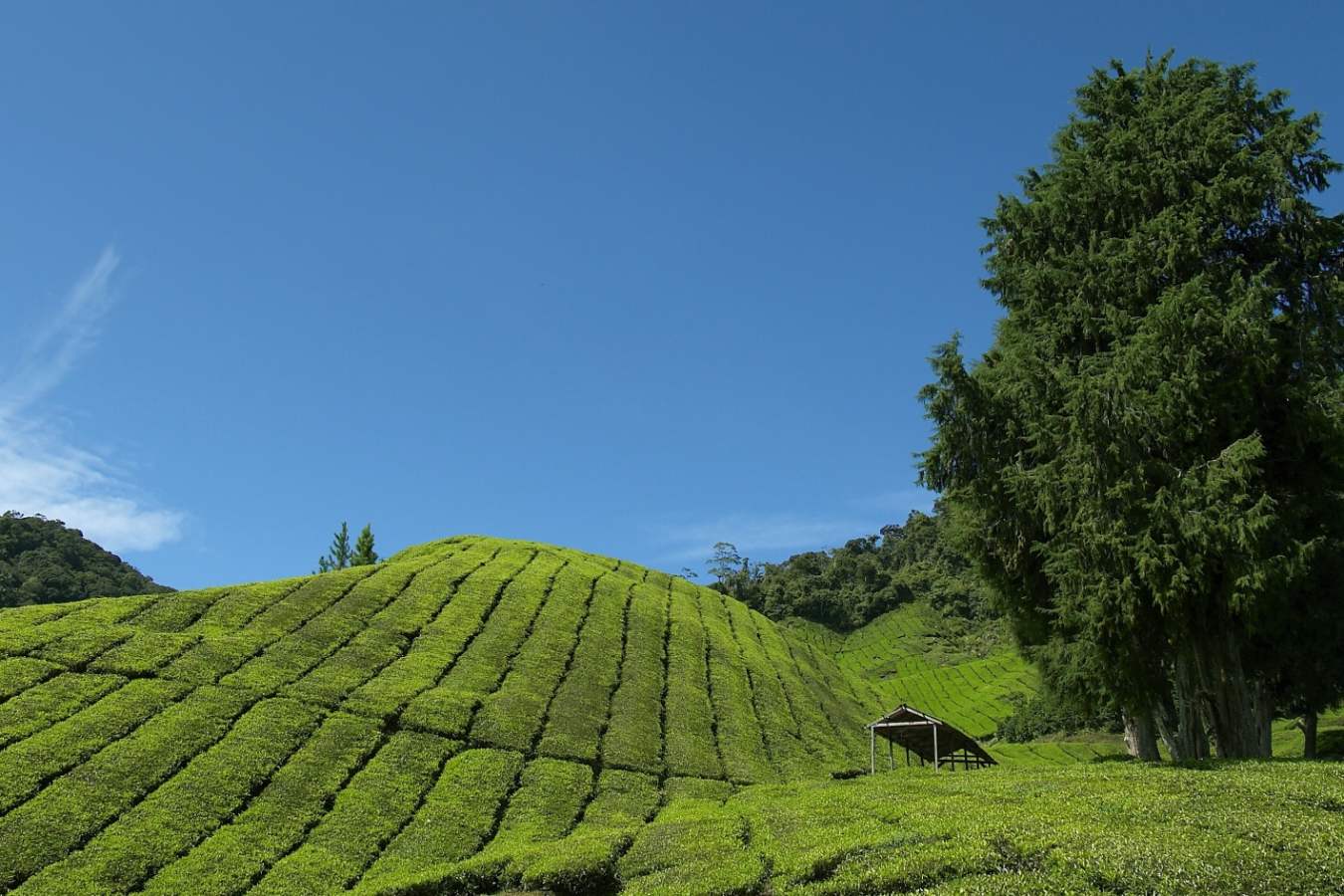 Tea Plantations - Cameron Highlands Resort