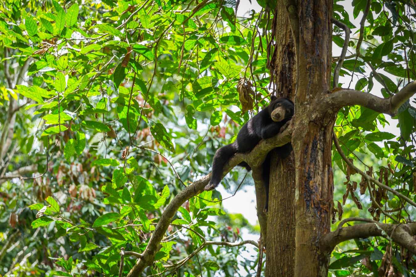 Bornean Sunbear Conservation Centre - MY Nature Resort