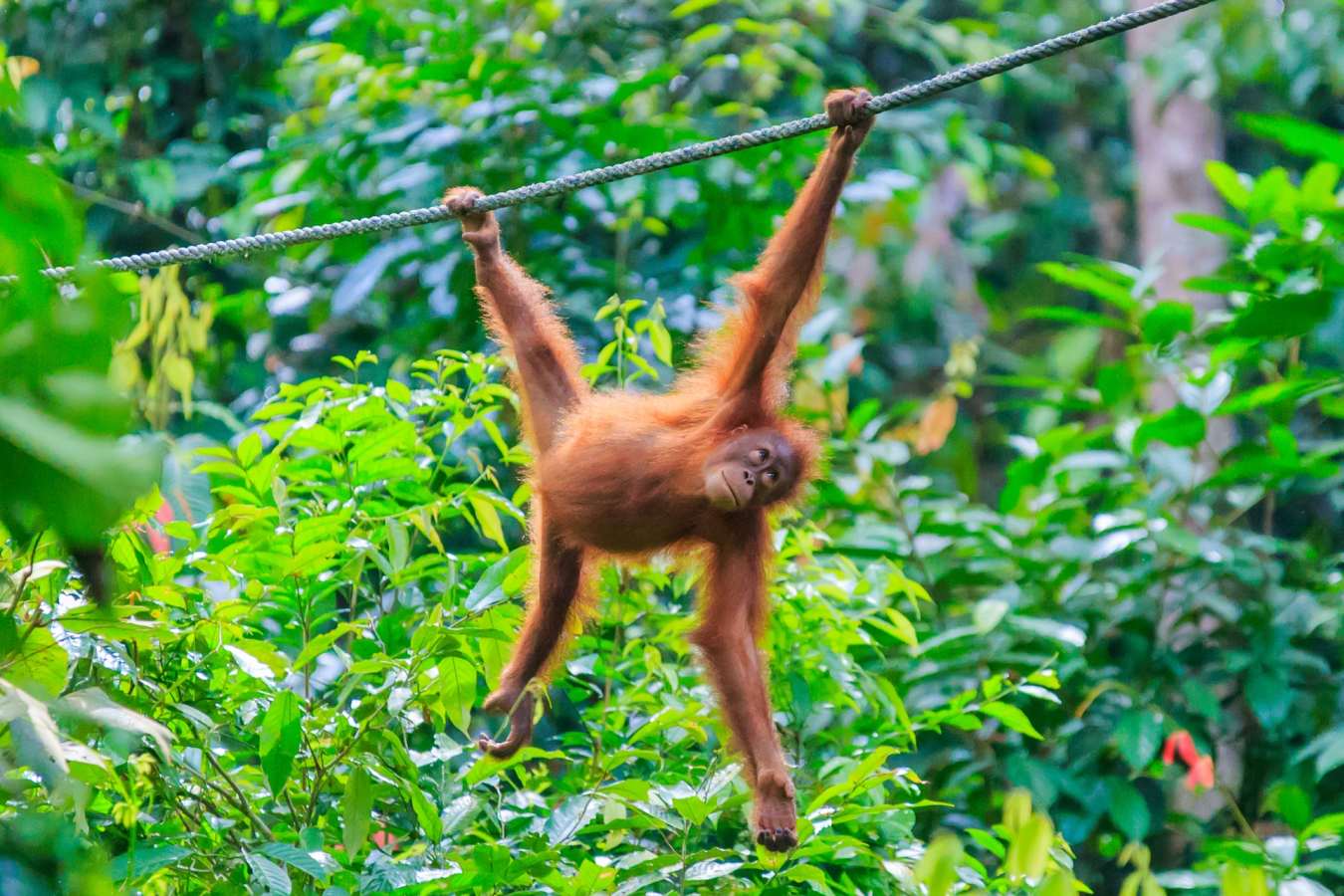 Sepilok Orangutan Rehabilitation Centre - MY Nature Resort