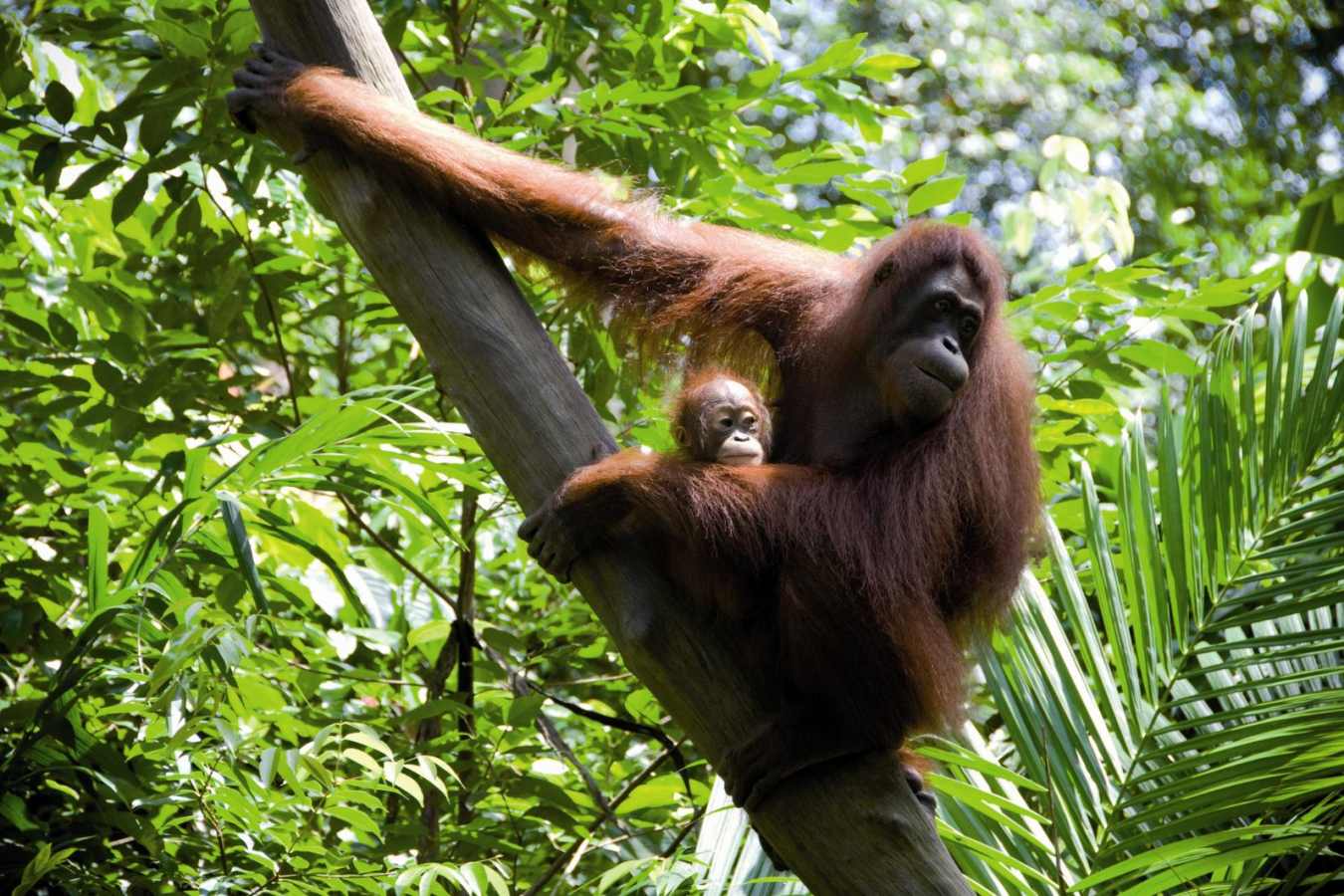 The "wild men of Borneo" - Sepilok Nature Resort