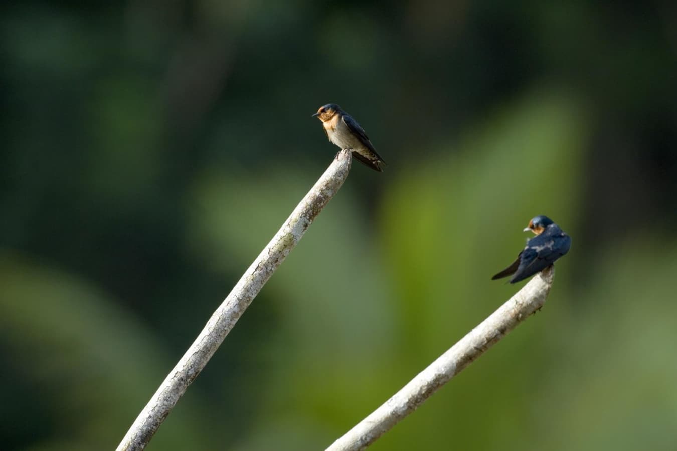 Bird Watching - Sepilok Nature Resort
