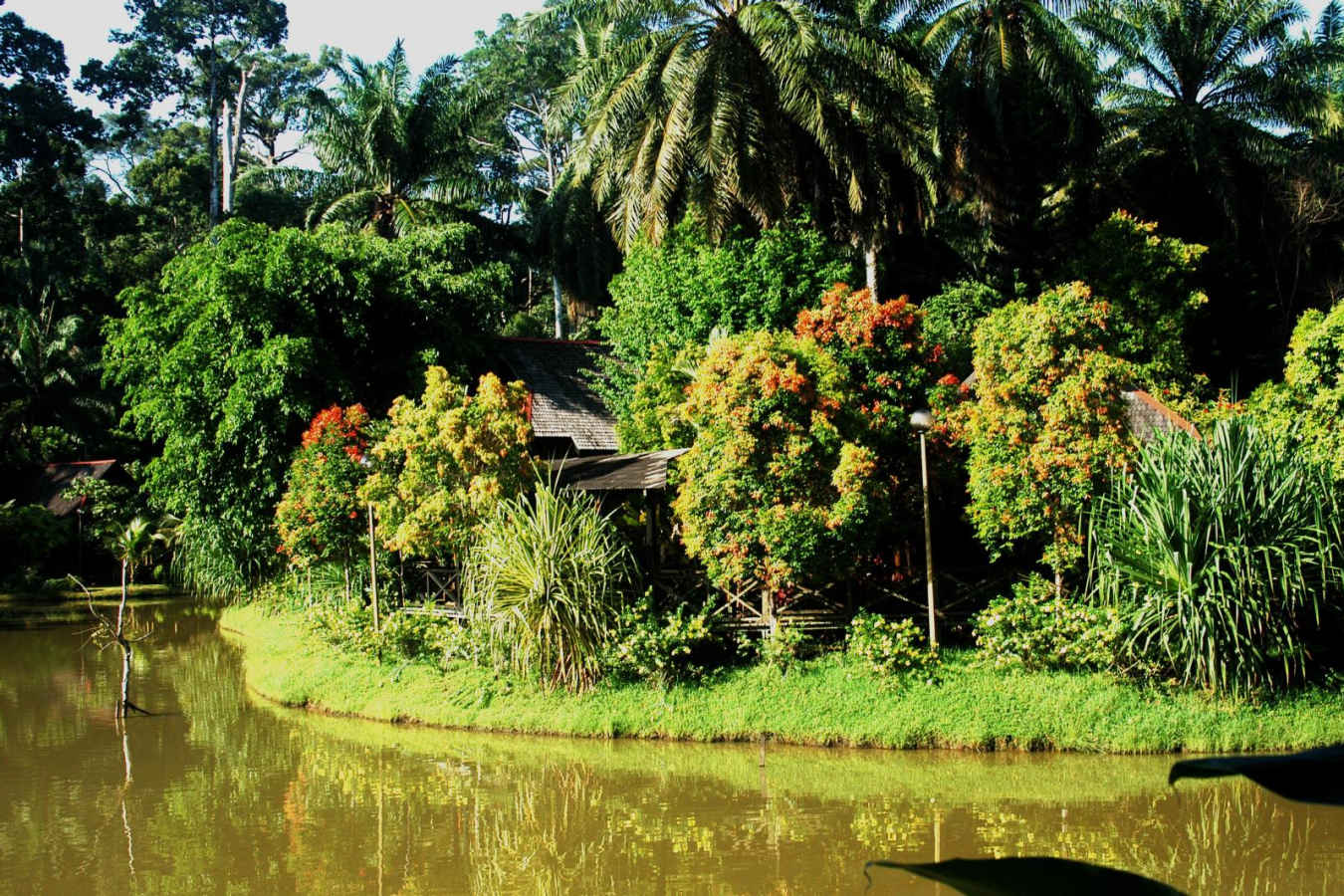 Lake - Sepilok Nature Resort