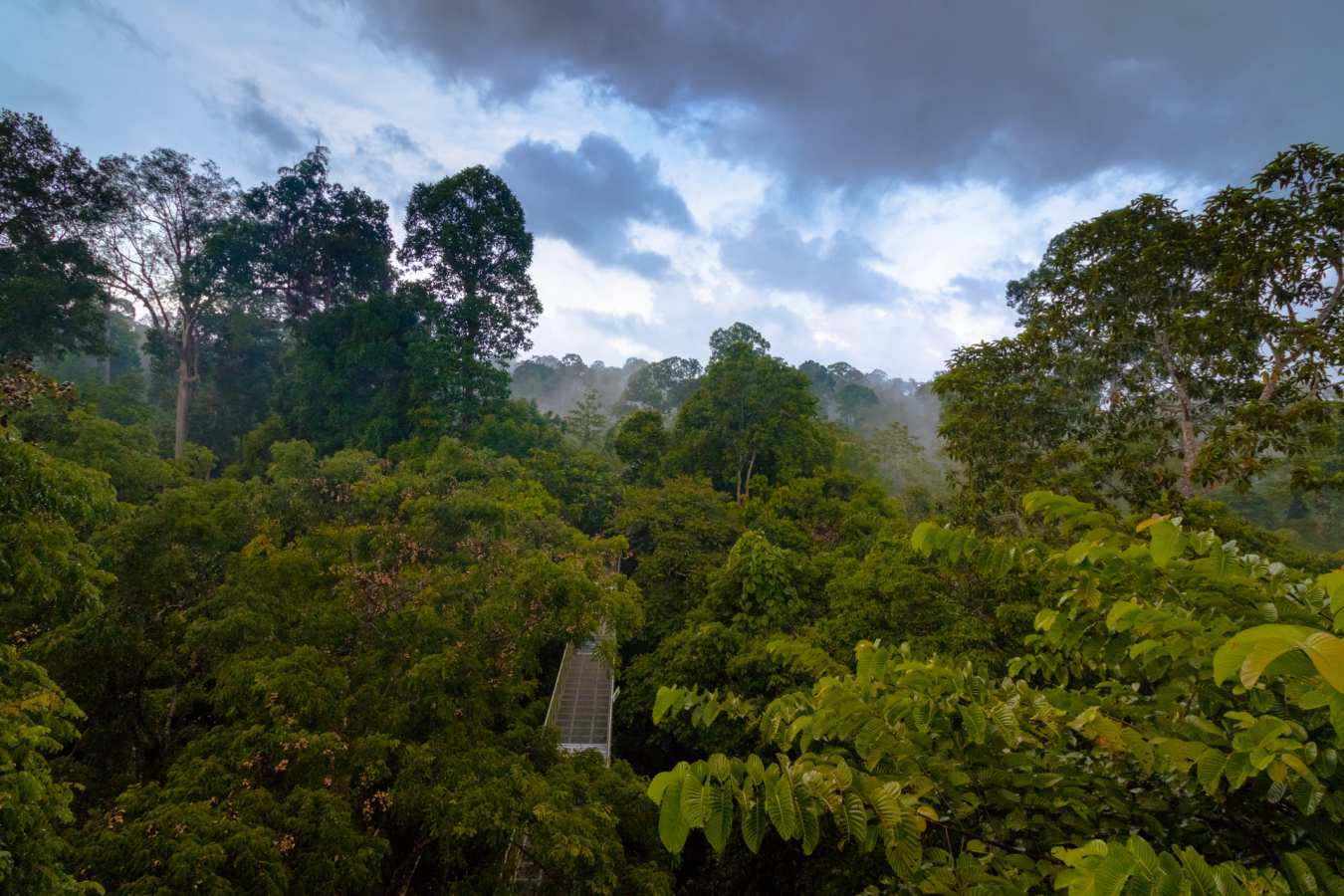 Sepilok Canopy Walkway - Sepilok Nature Resort