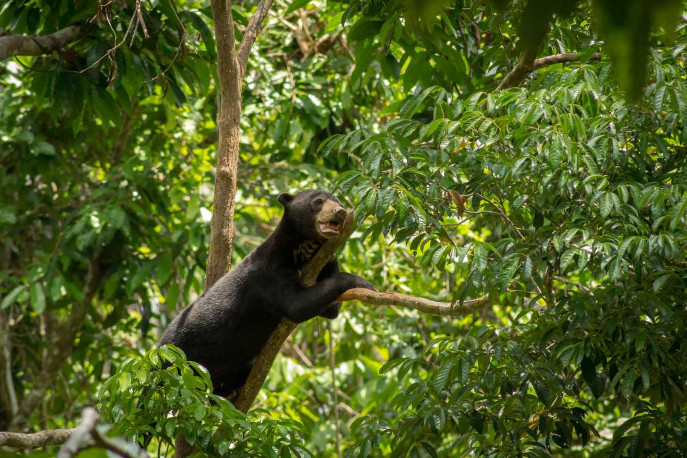 Bornean Sunbear - Sepilok Nature Resort