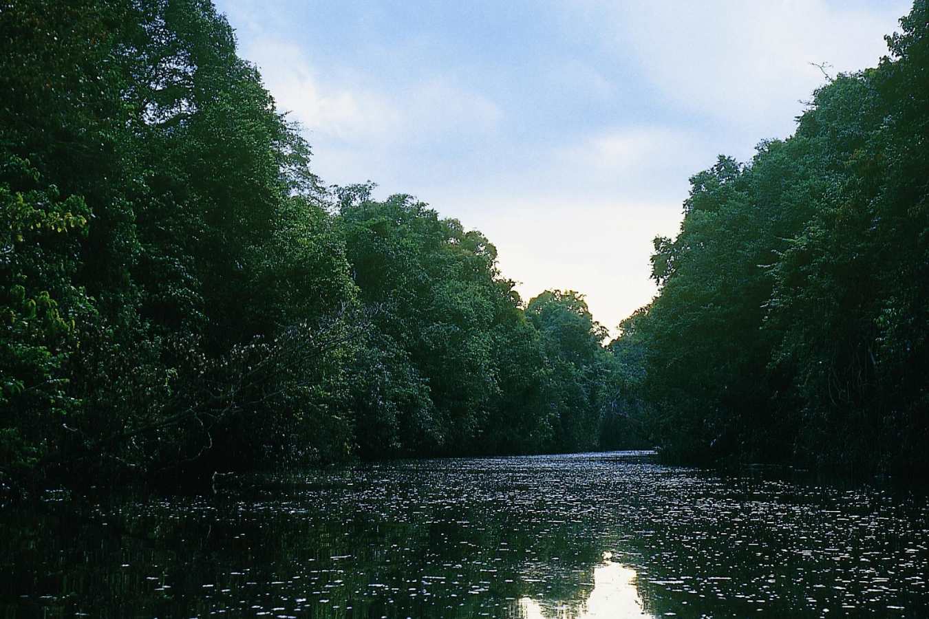 The Kinabatangan River - Sukau Rainforest Lodge