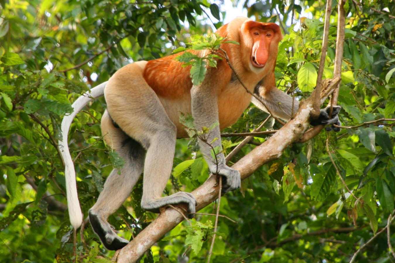 Proboscis Monkey - Sukau River Lodge