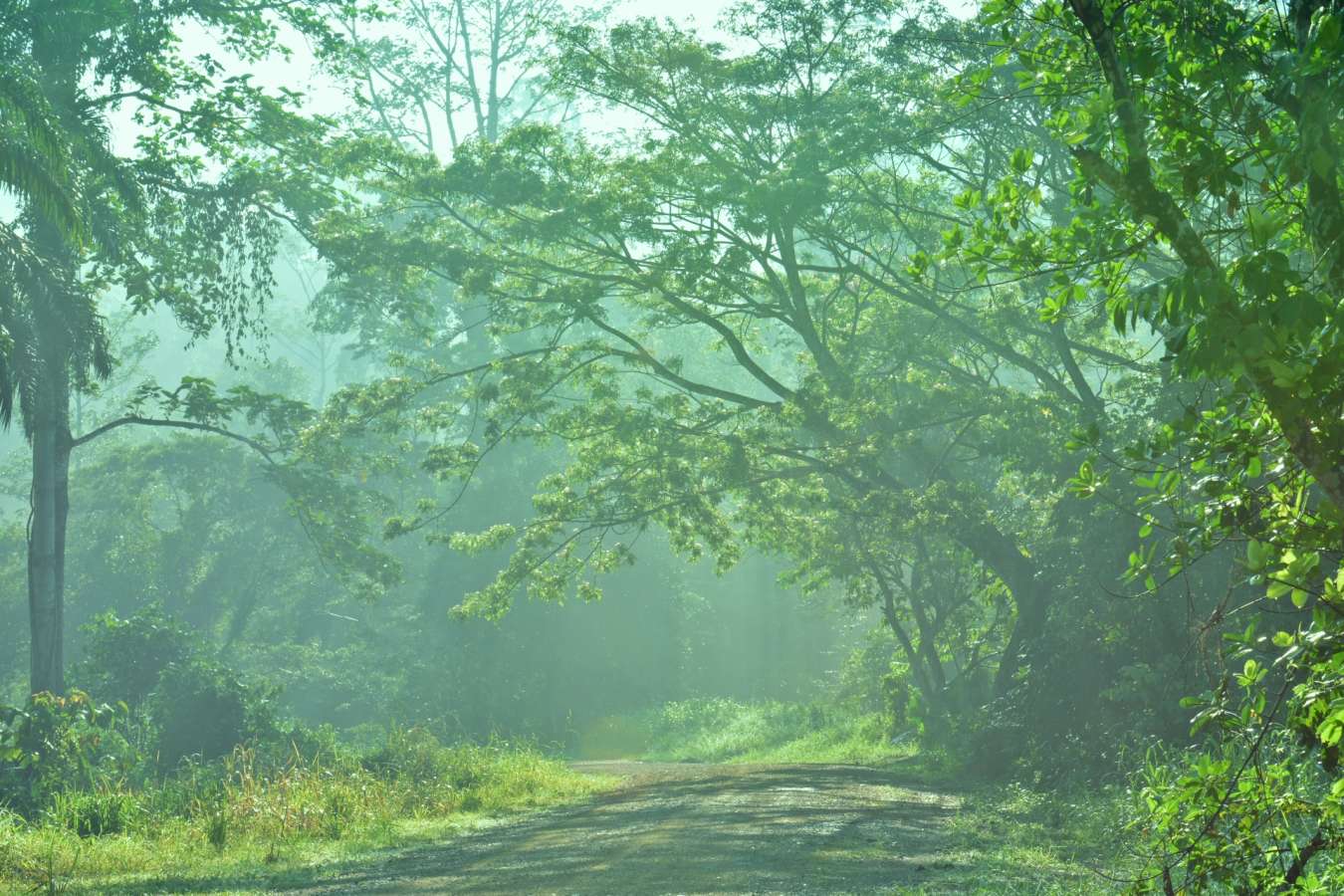 Rainforest - Tabin Wildlife Resort