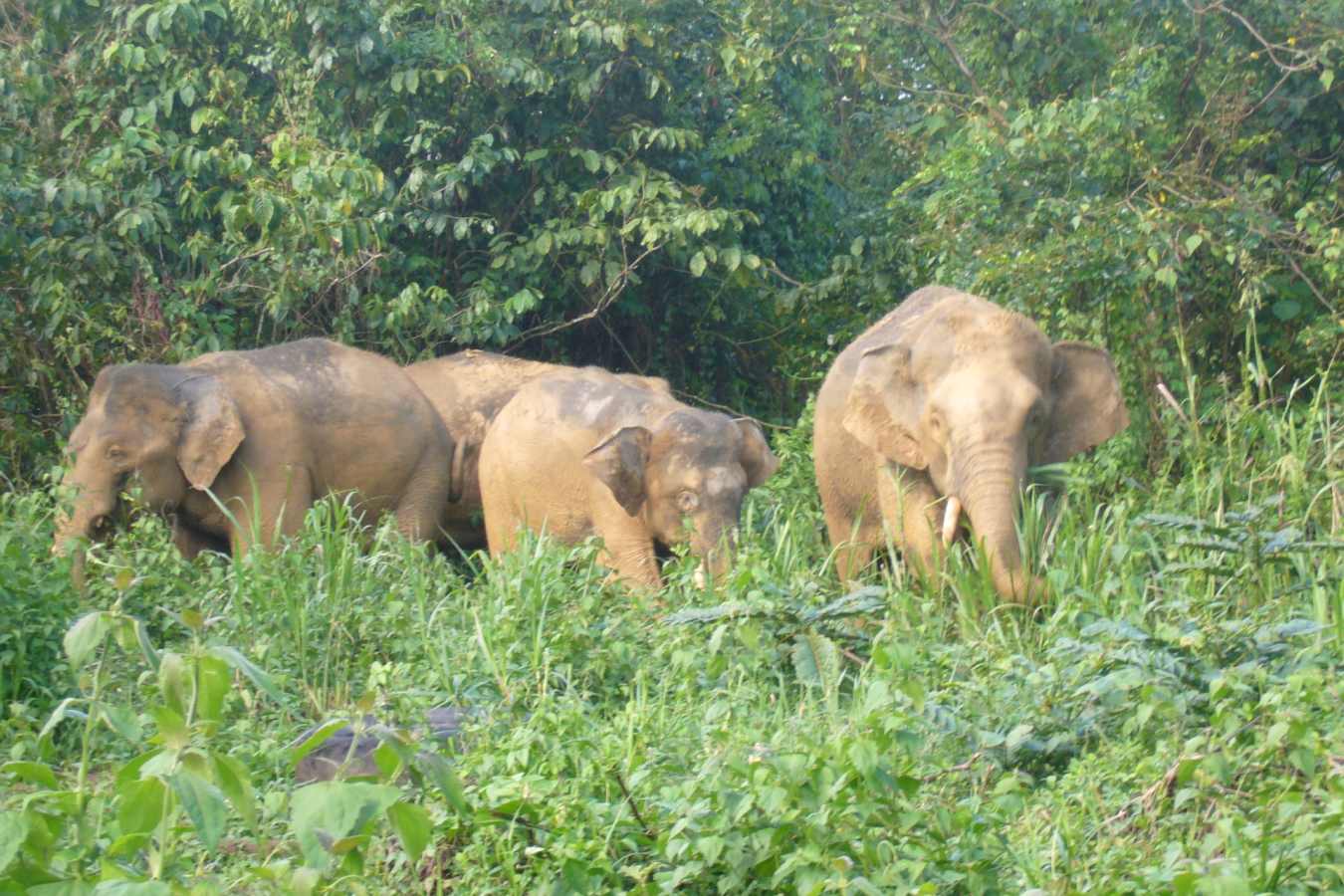 Pygmy Elephant - Tabin Wildlife Resort