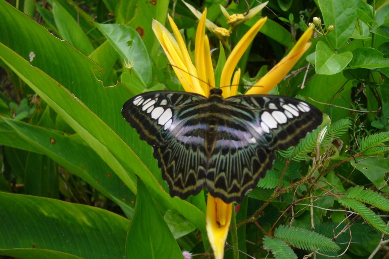 Butterfly - Tabin Wildlife Resort