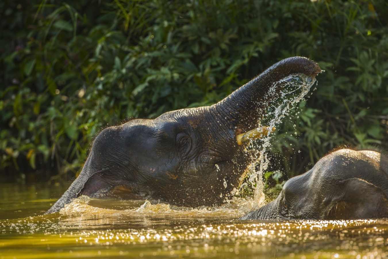 Pygmy Elephants - Tabin Wildlife Resort