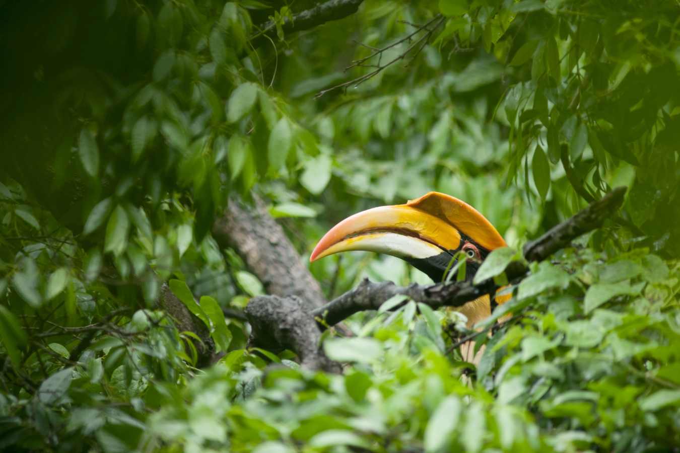Hornbill - Tabin Wildlife Resort