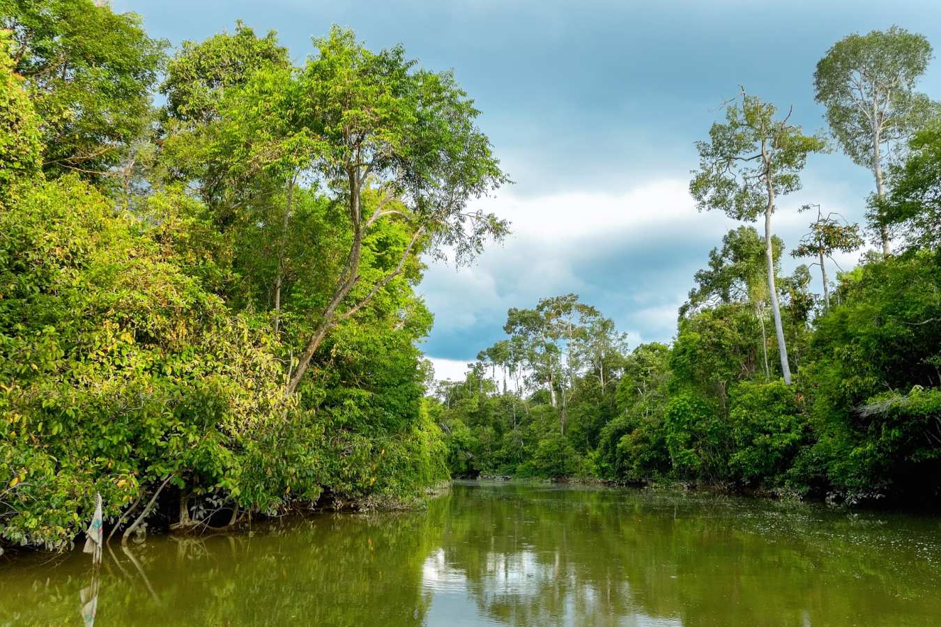 Kinabatangan River -