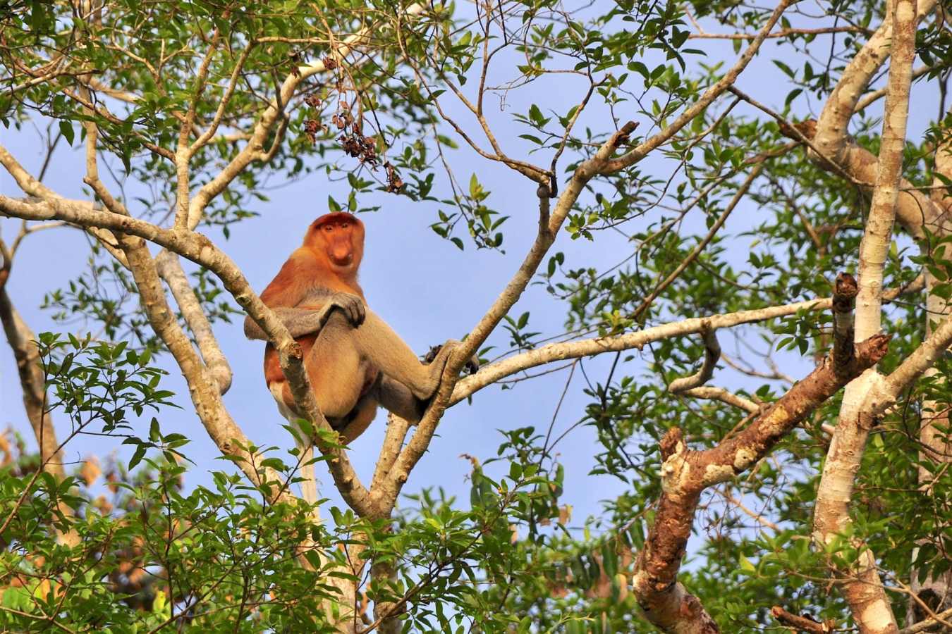 Proboscis Monkey -