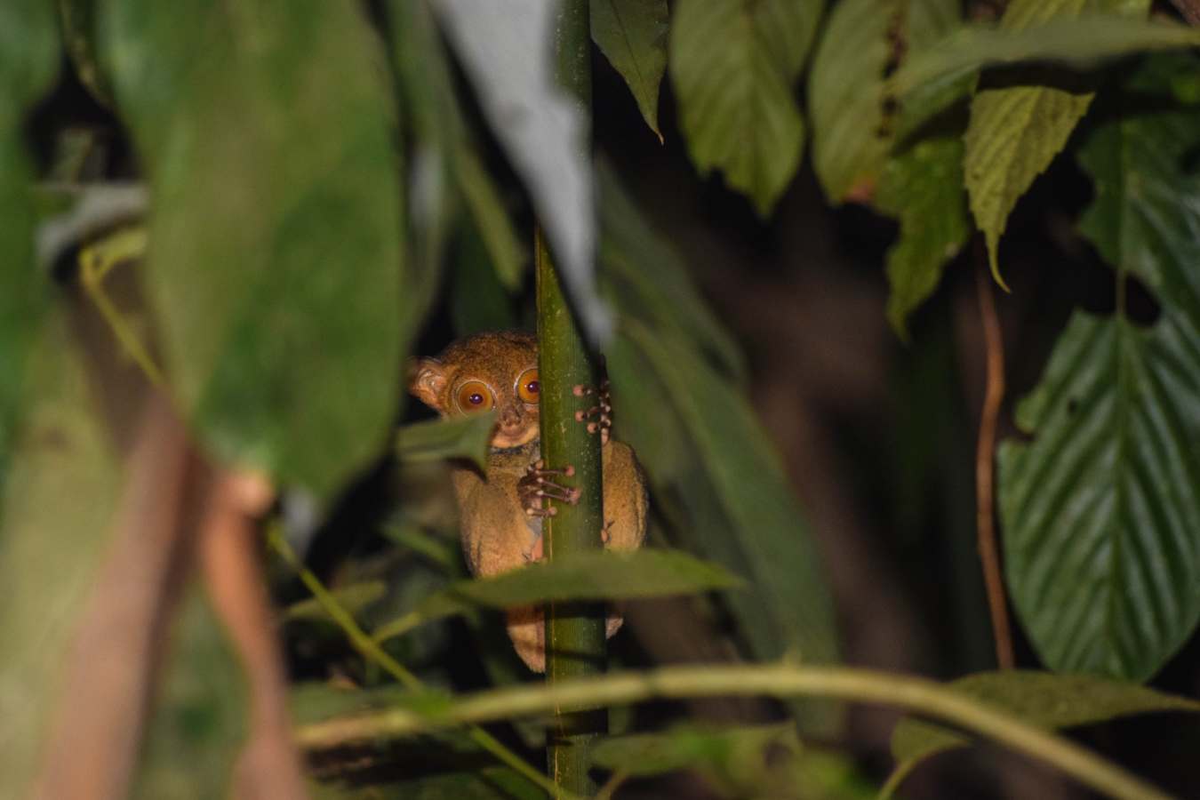 Western Tarsier - 