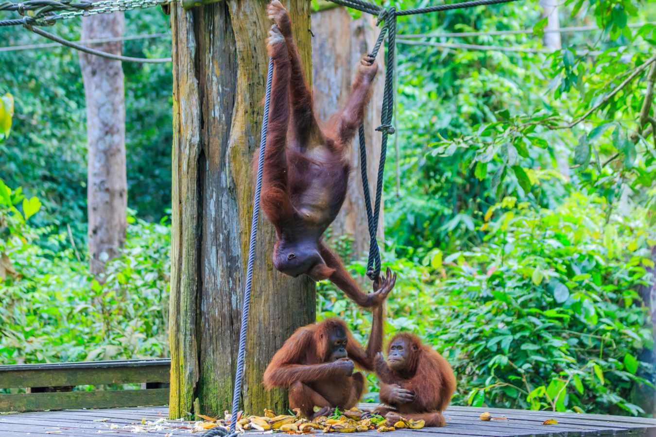 Sepilok Orangutan Rehabilitation Centre