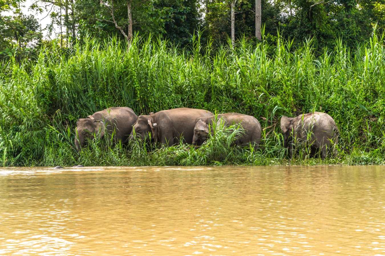 Pygmy Elephants