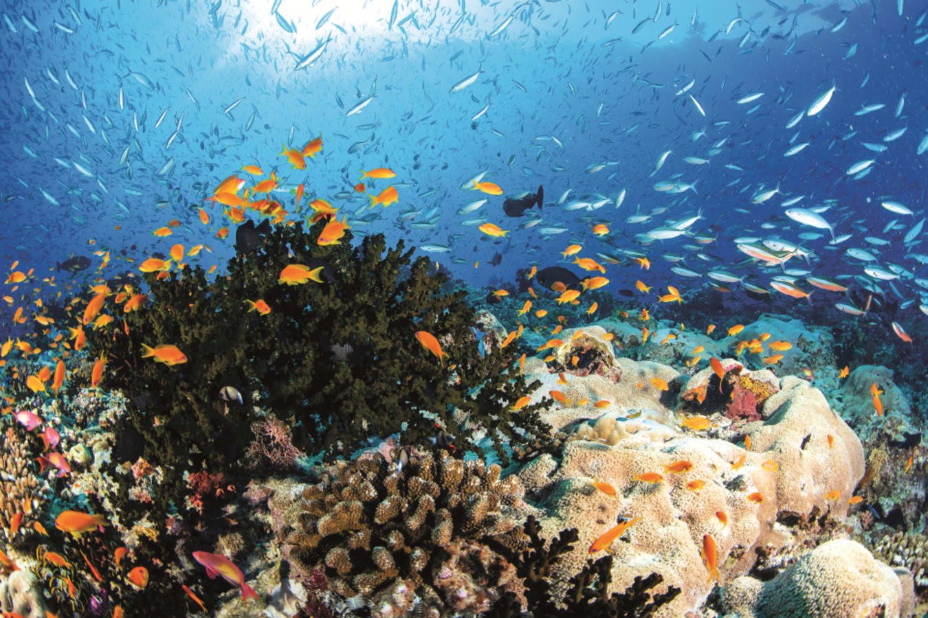Anantara Kihavah - House reef