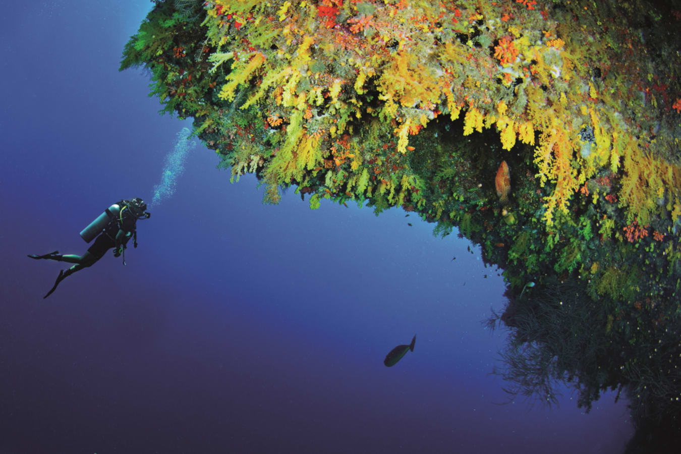 - Golden Wall House Reef