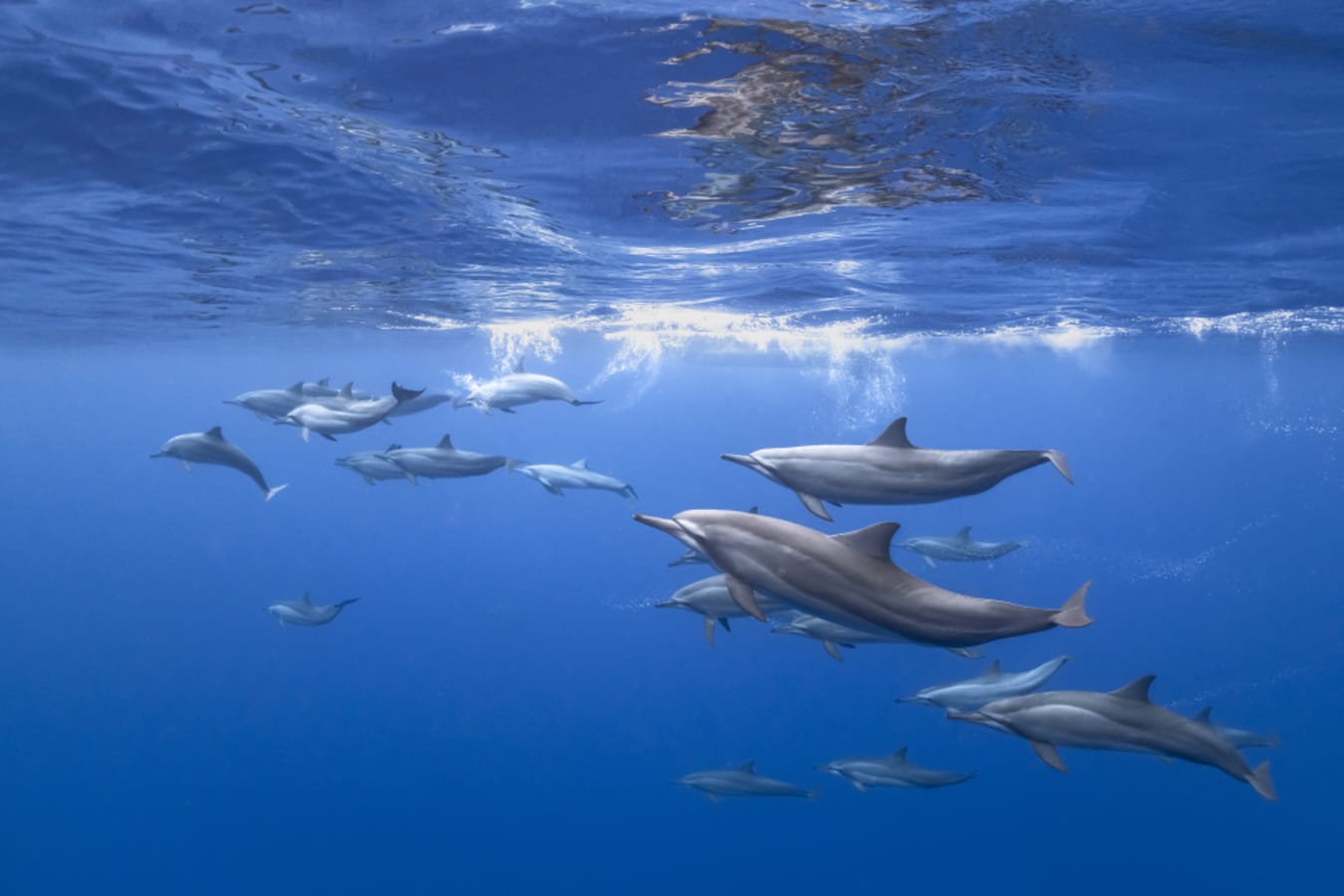 Dolphins