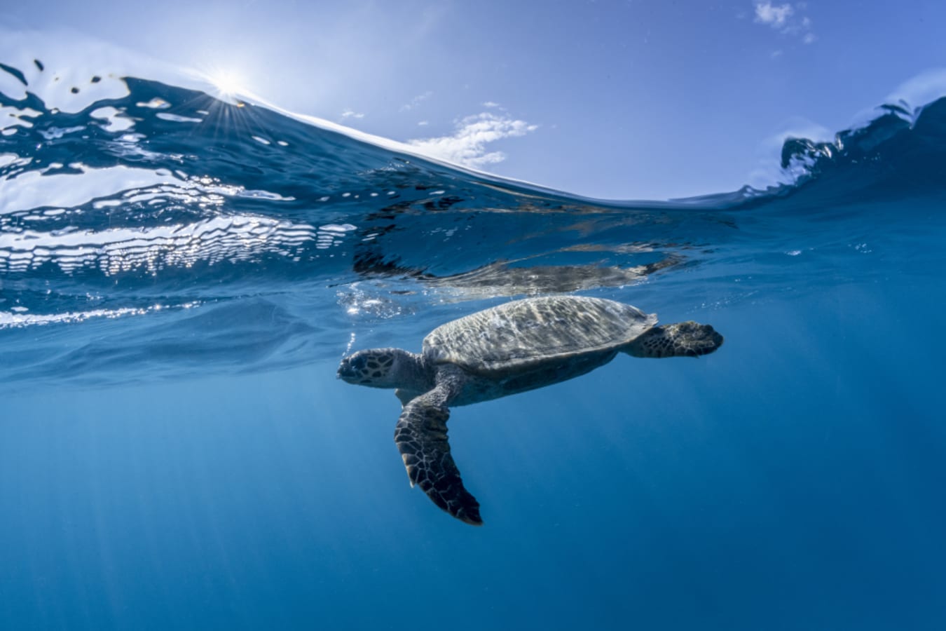 HawksbillTurtle