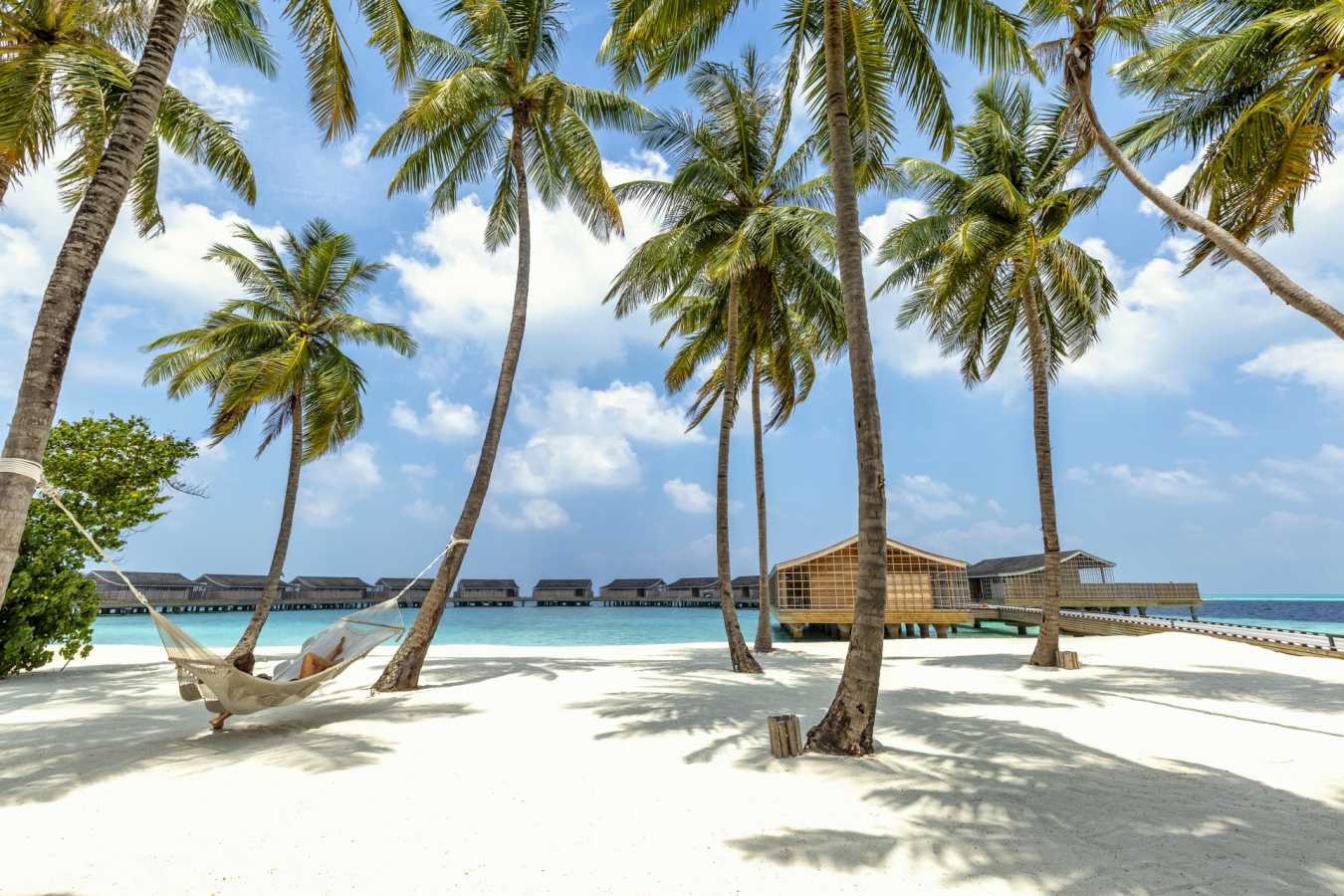 Palms and beach
