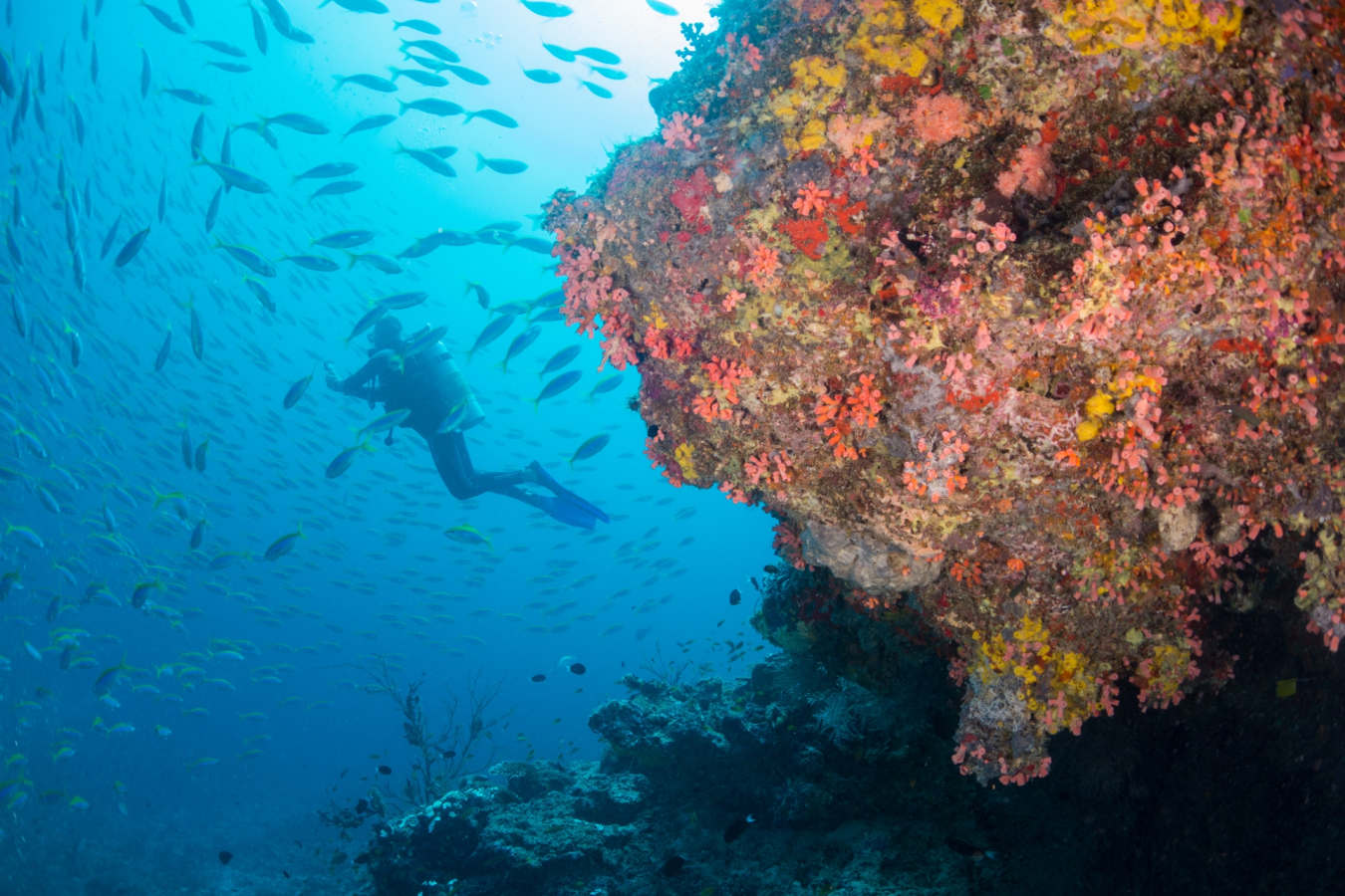 House Coral Reef - Milaidhoo