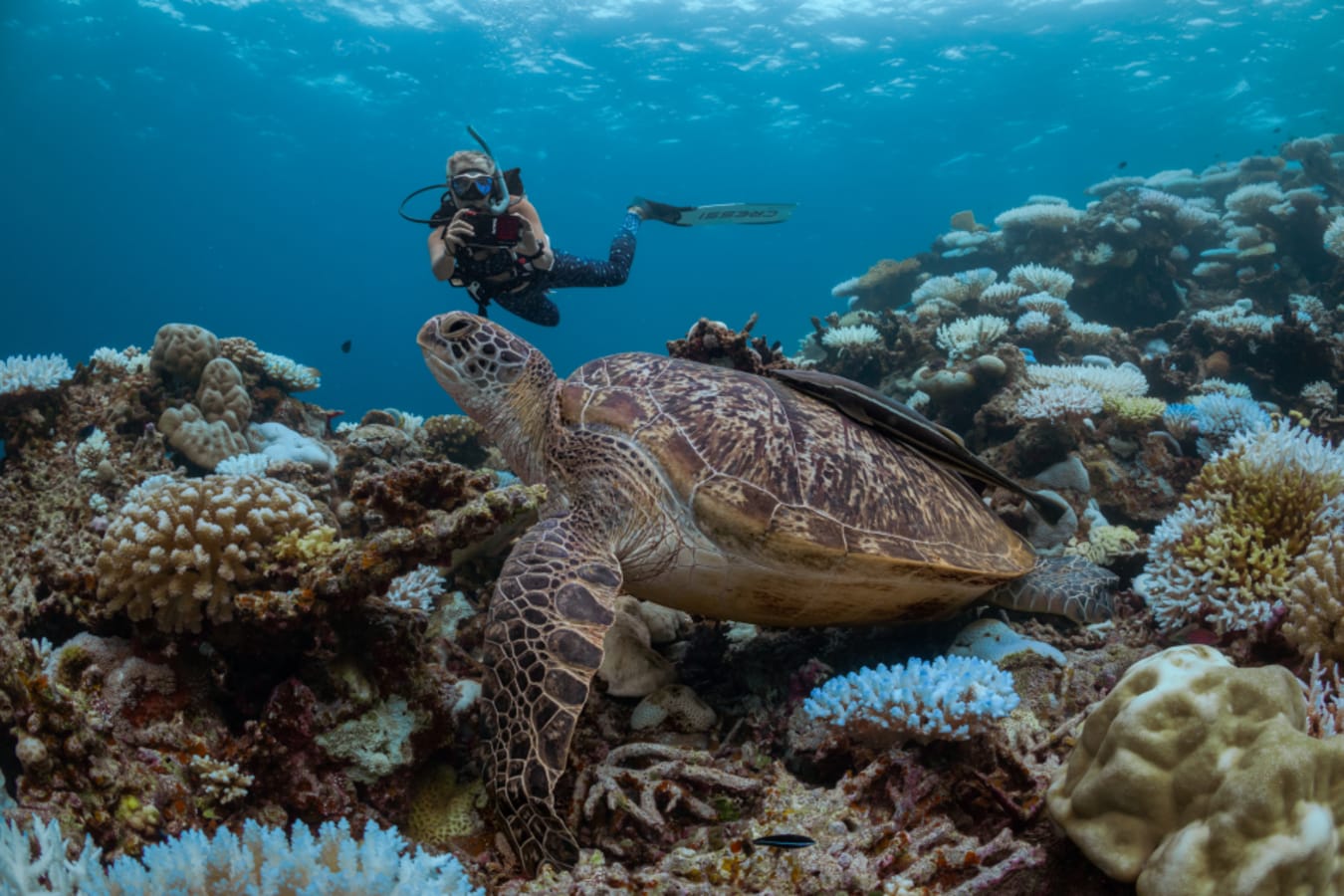 Diving - turtle identification 