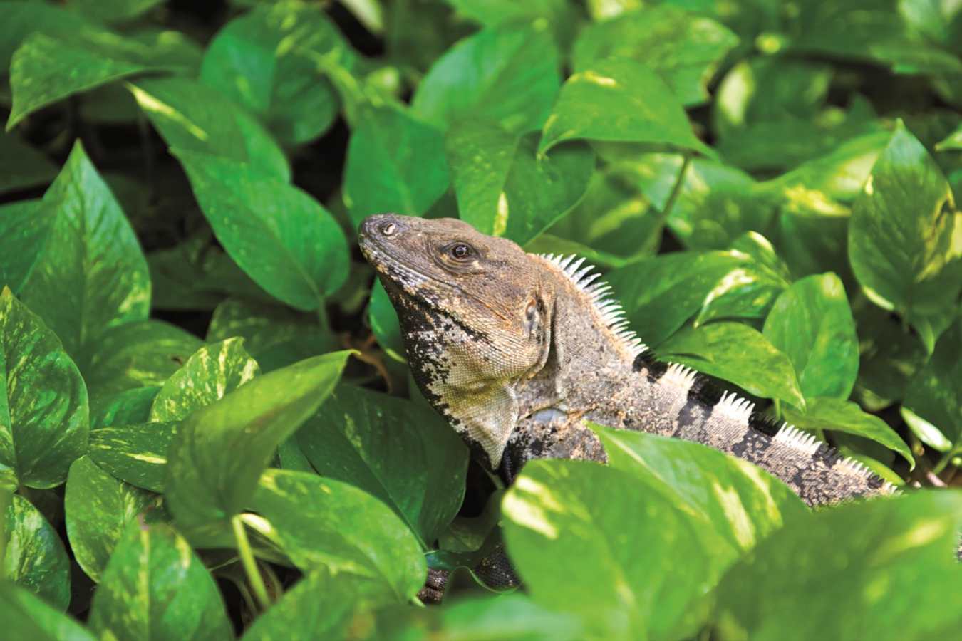 Wildlife   - Belmond Maroma Resort & Spa