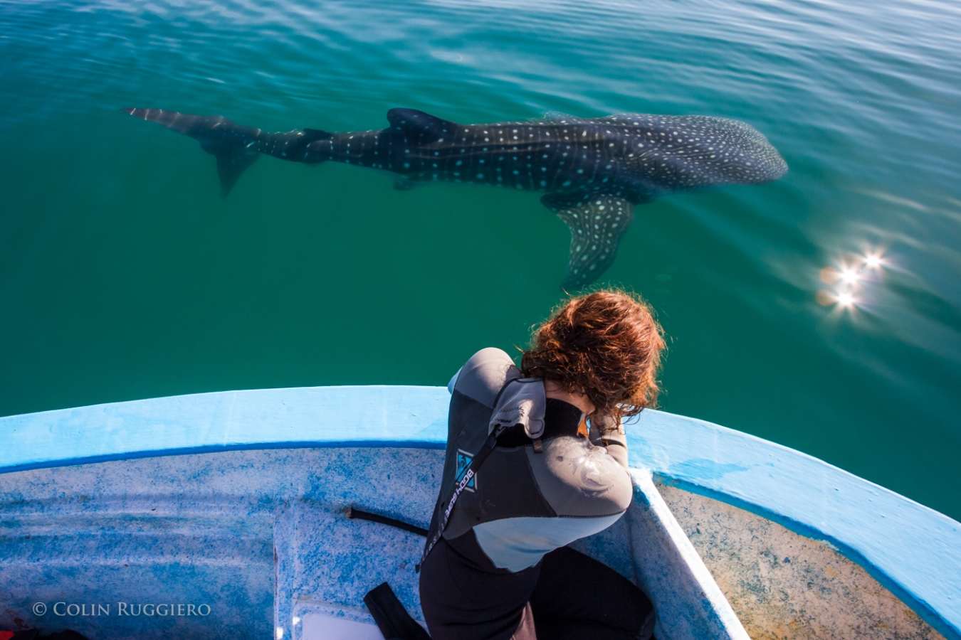 Whale watching - Camp Cecil