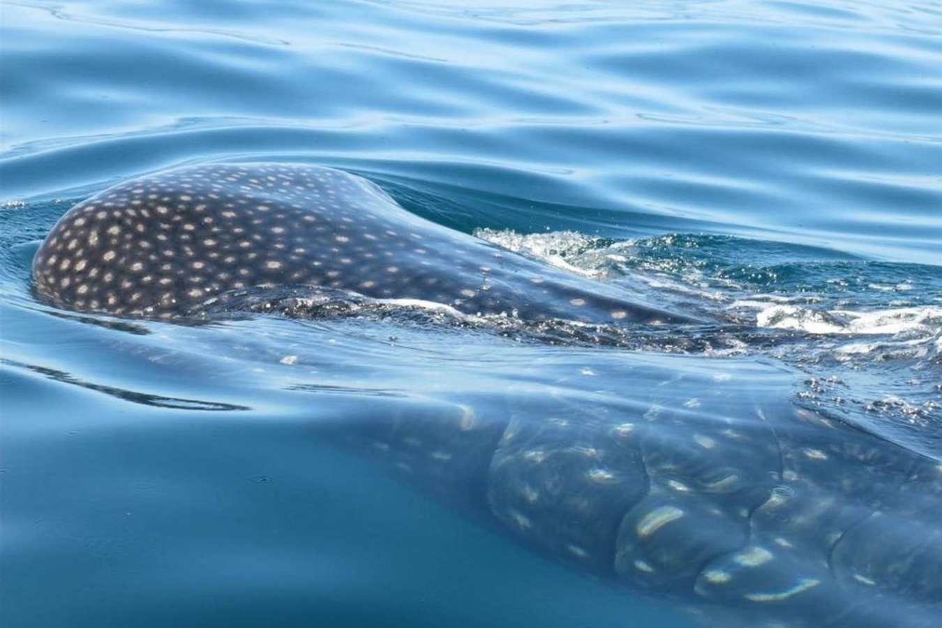 Whale sharks - Casa Sandra