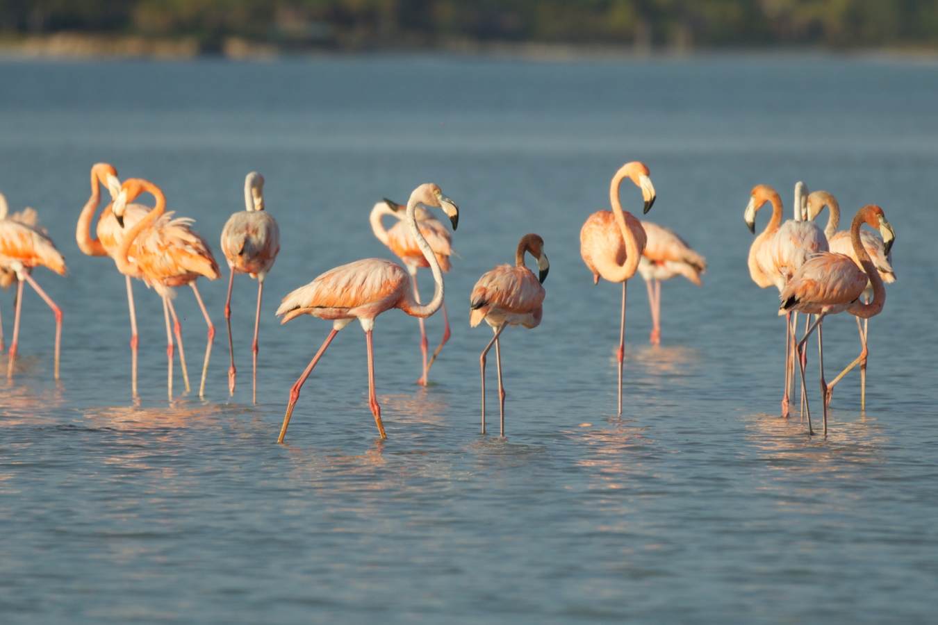 Celestun Biosphere Reserve -