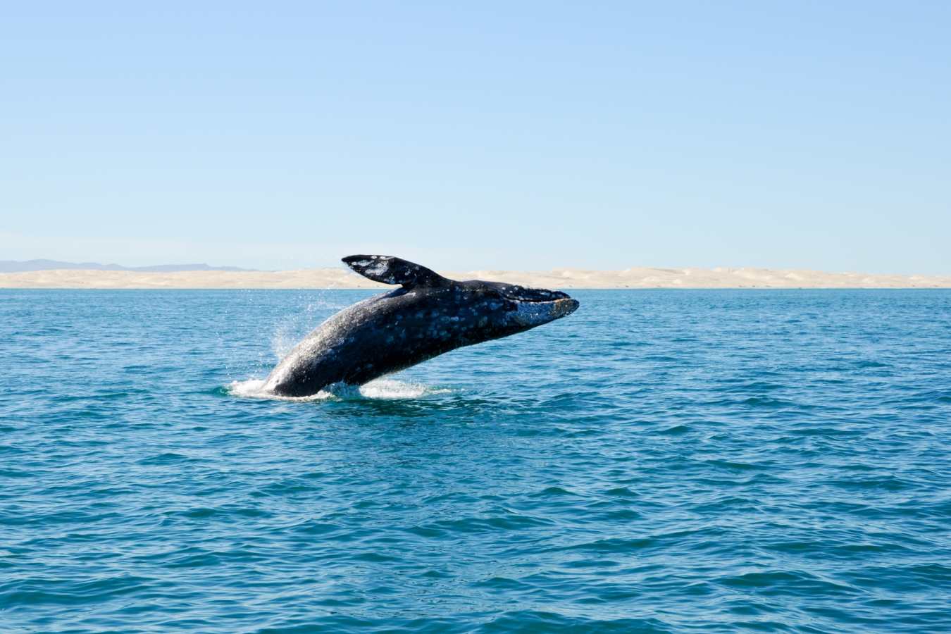 Baja California