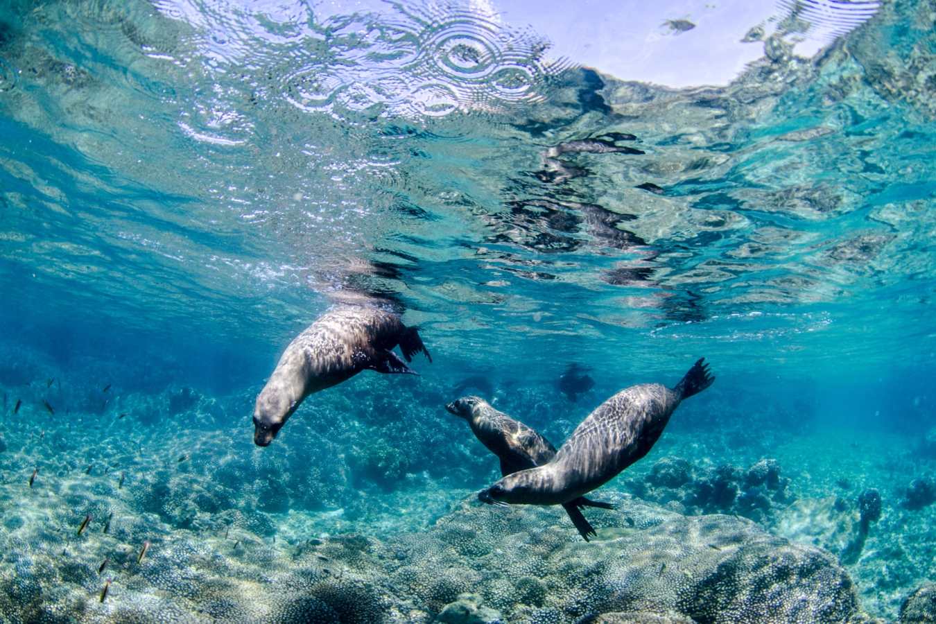 Sea Lions