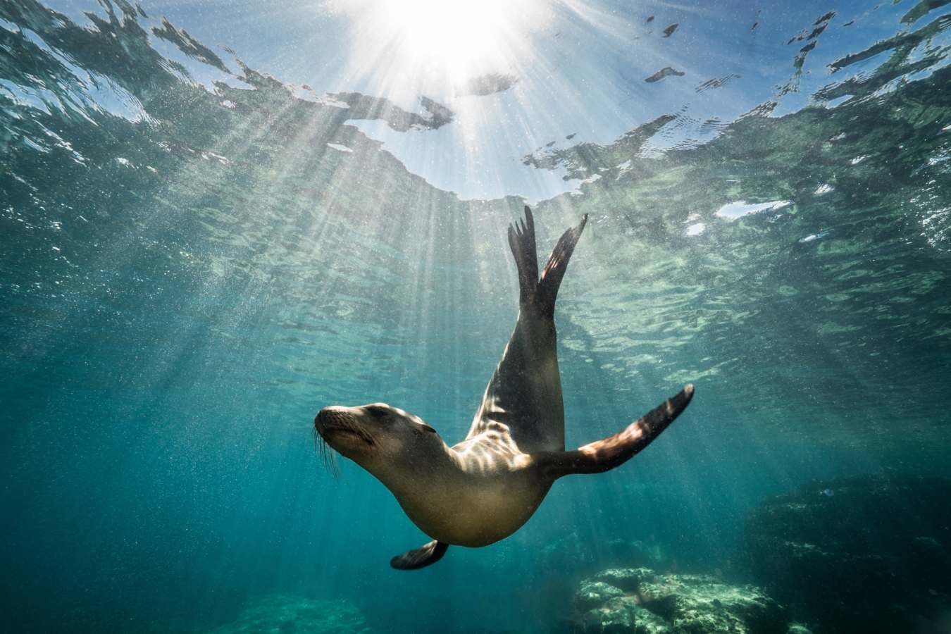 Sea Lion