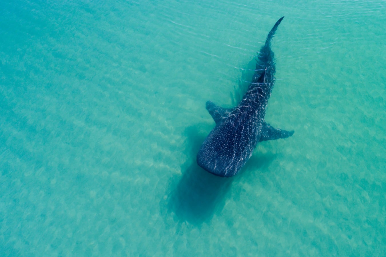 Whale Shark