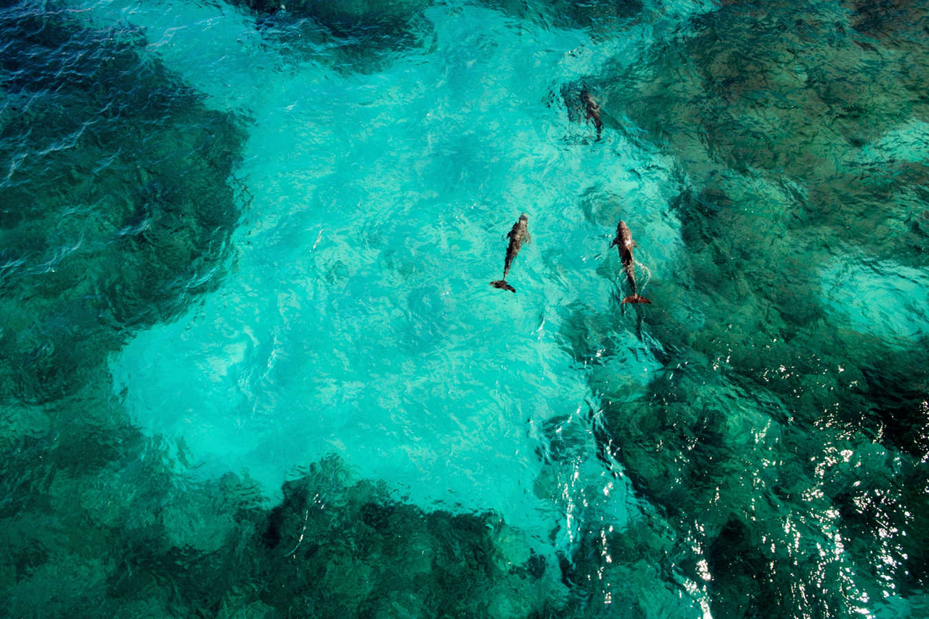 Dolphins playing off the coast of Isla Mujeres