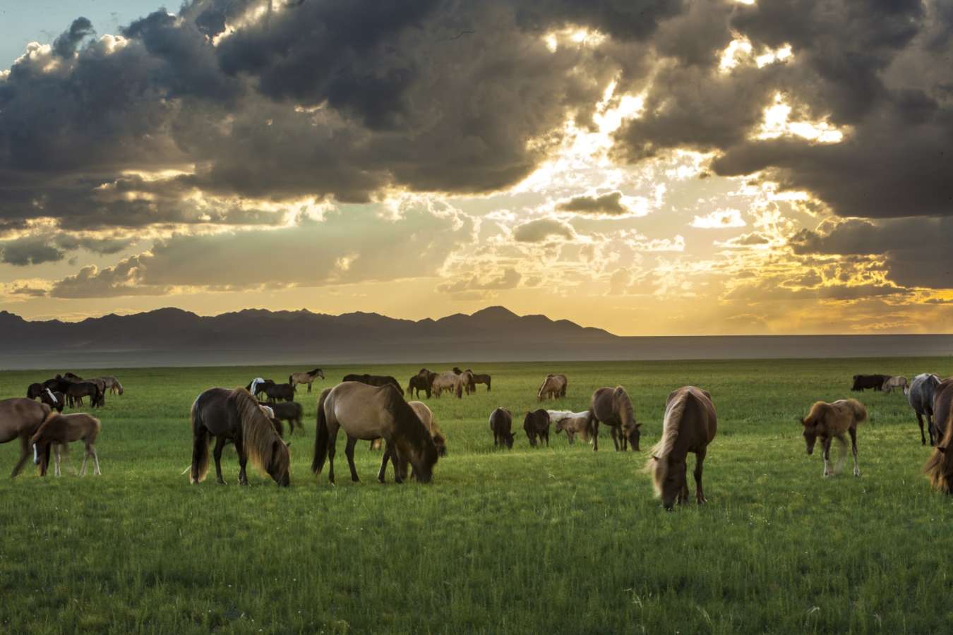 Horses in the Gobi