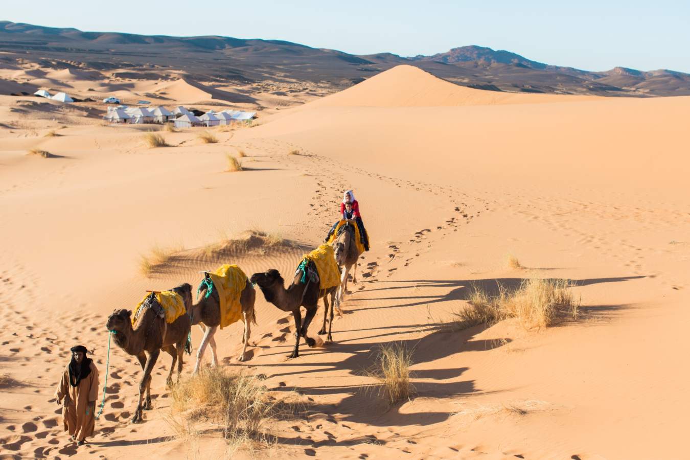 Camels - Desert Luxury Camp