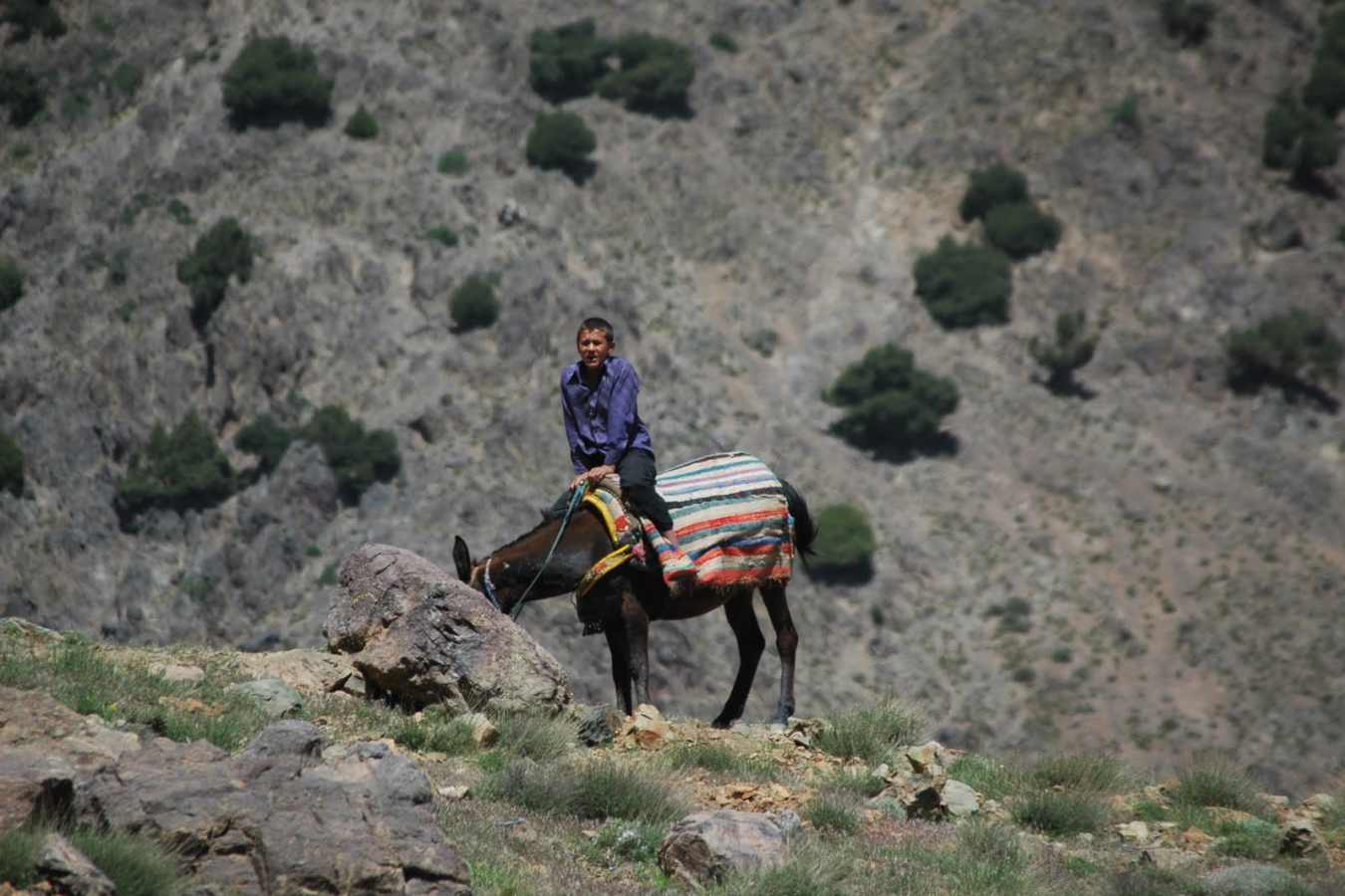 Donkey - Kasbah Du Toubkal