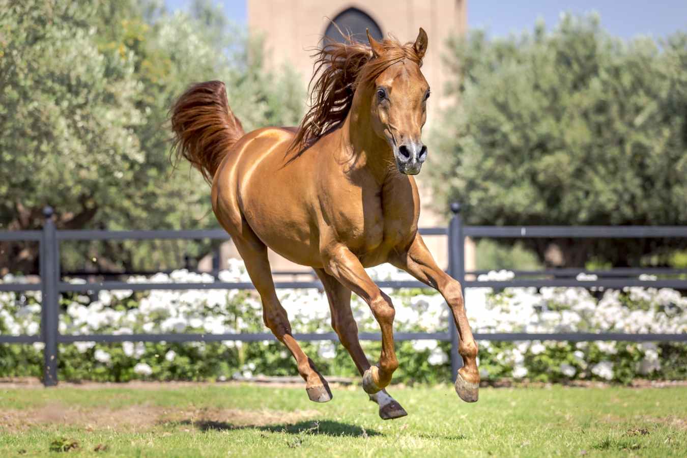 Arabian Horse - Selman
