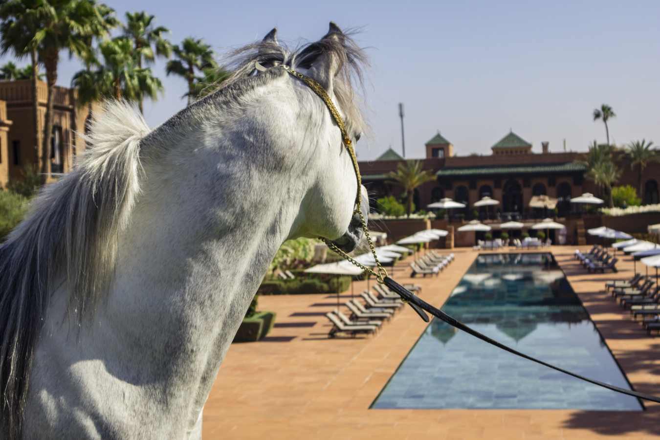 Horse by pool - Selman