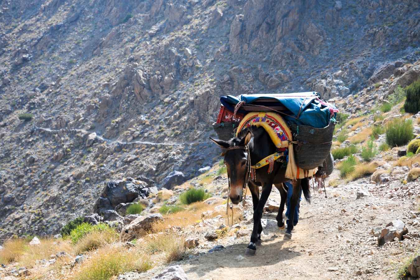 Mule - Classic Morocco