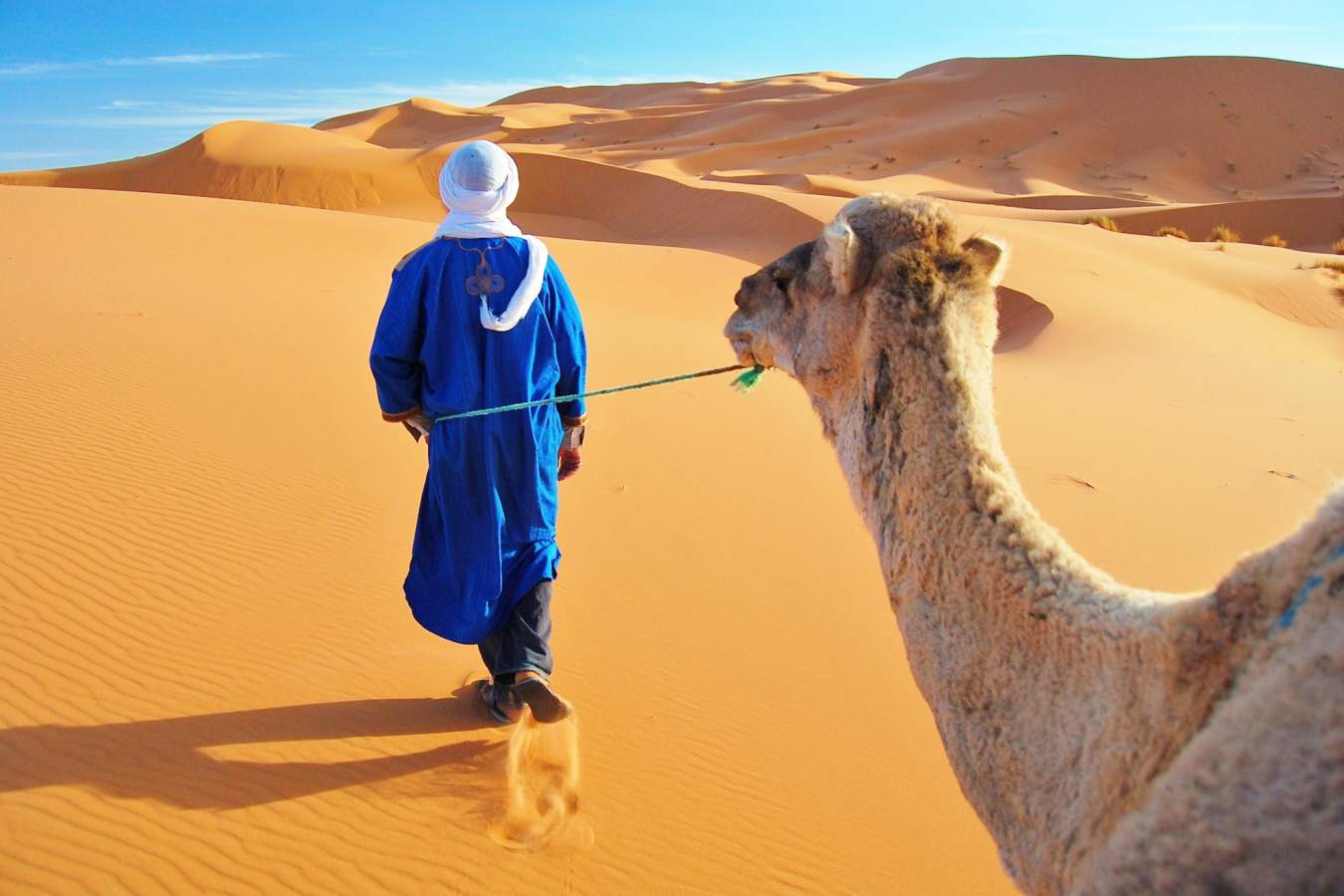 Camel - Morocco in ultimate luxury