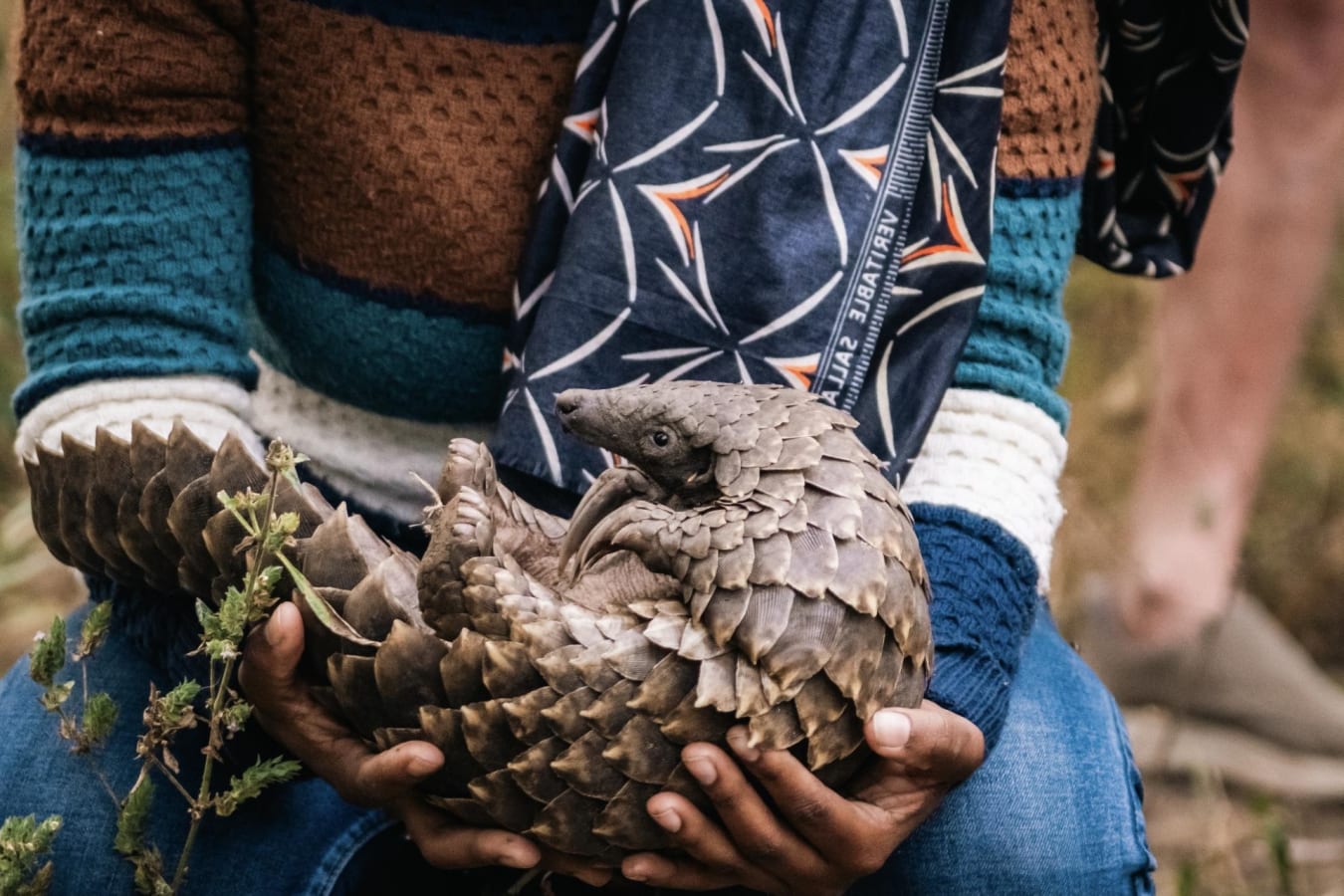 Pangolin 