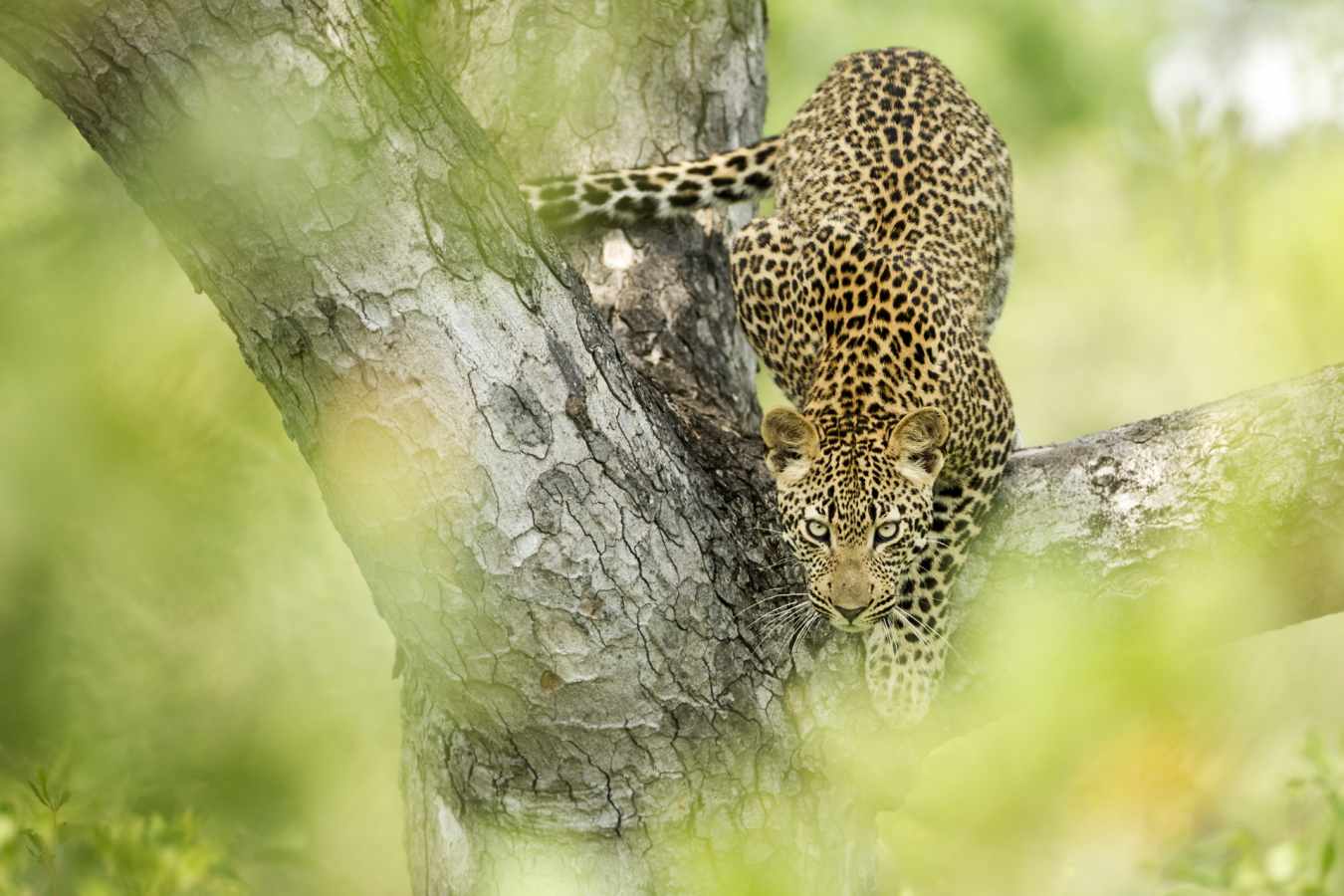 Wildlife in Kruger