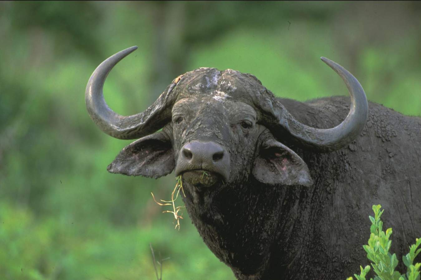 Buffalo - Scott Dunn’s Flagship South Africa and Mozambique Experience