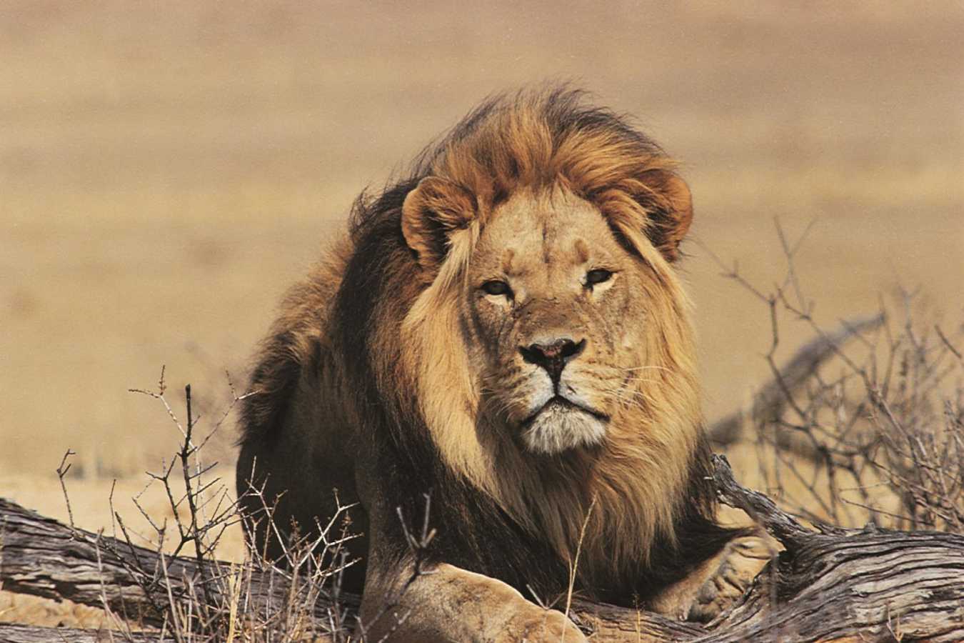 Lion - Scott Dunn’s Flagship South Africa and Mozambique Experience