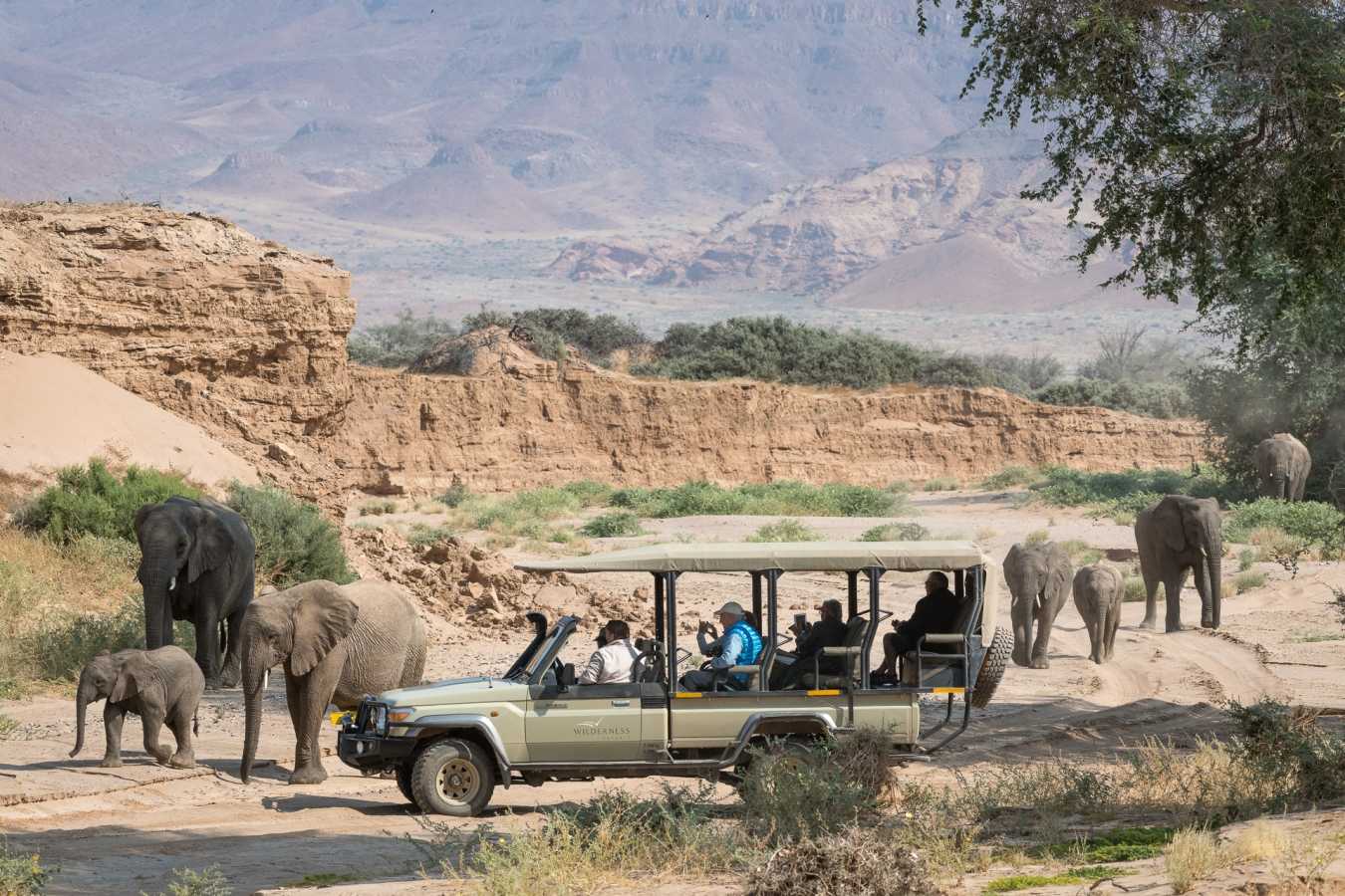 Desert-adapted elephant in dry river bed  