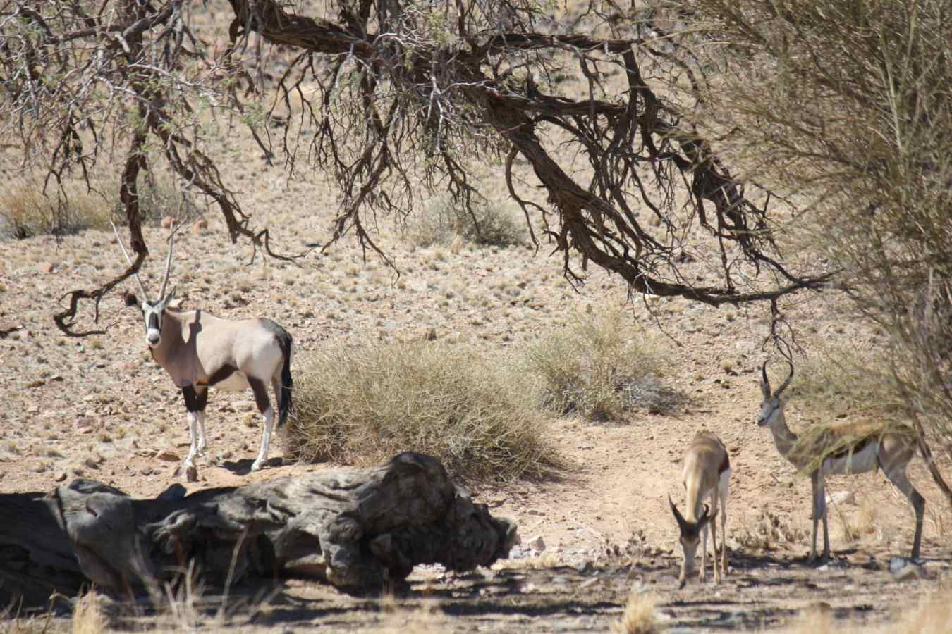 Wildife in the area - Desert Homestead