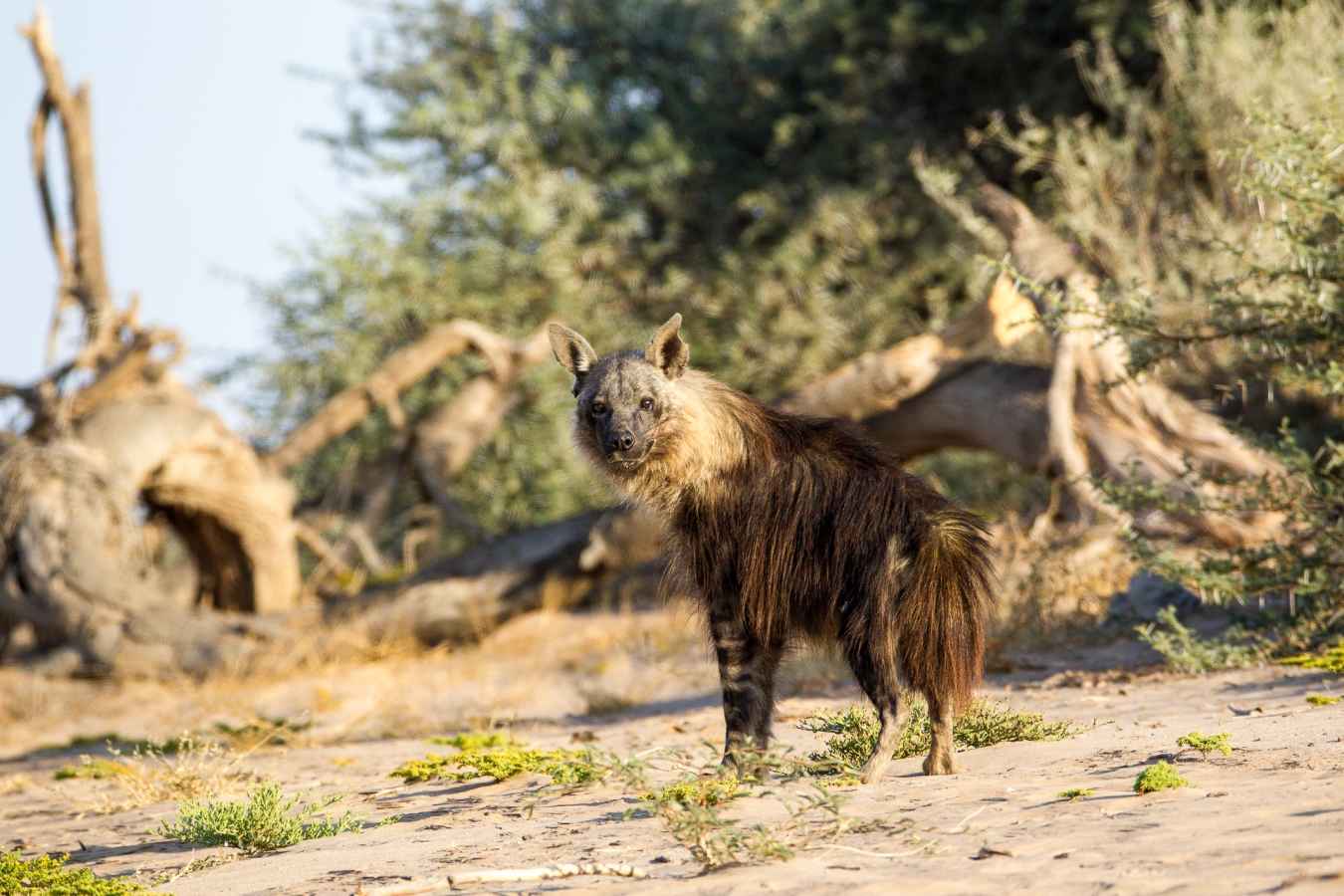 Brown hyena